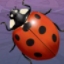 Lady of Fortune - Ladybug